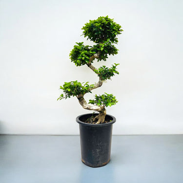 Ficus Bonsai – Microcarpa - S Shaped